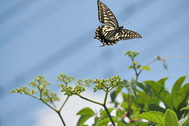 小畔川便り(アゲハの吸蜜と飛翔:2021/6/15)_f0031682_10054684.jpg