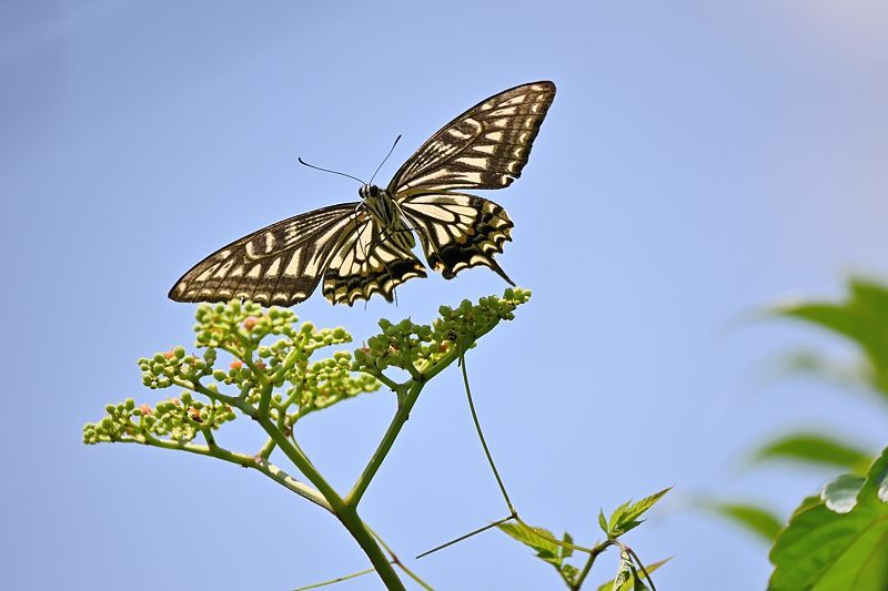 小畔川便り(アゲハの吸蜜と飛翔:2021/6/15)_f0031682_10055962.jpg