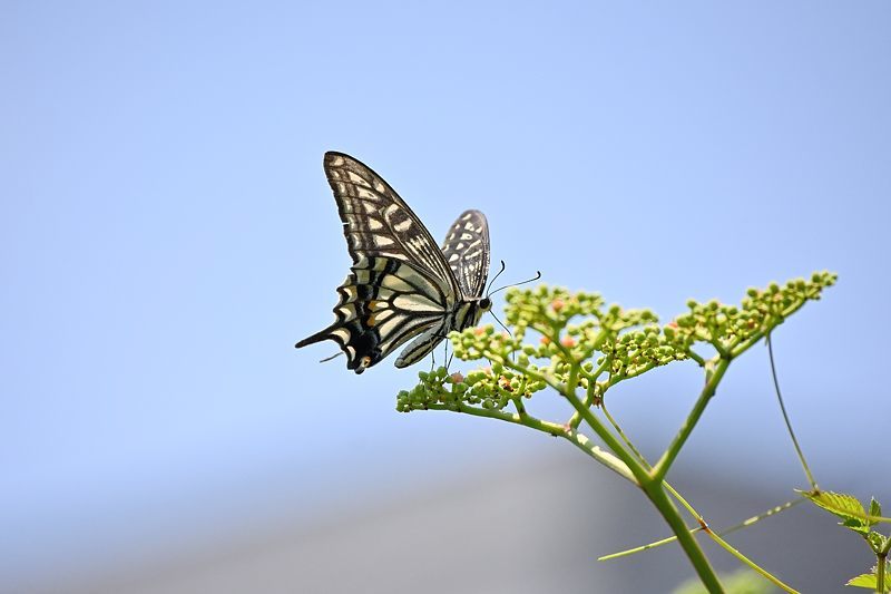 小畔川便り(アゲハの吸蜜と飛翔:2021/6/15)_f0031682_10055989.jpg