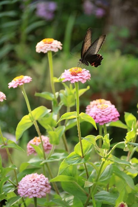 ジャコウアゲハ_c0177785_04254856.jpg