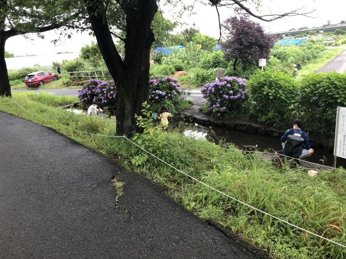 蛍舞う頃_a0129492_06134865.jpeg