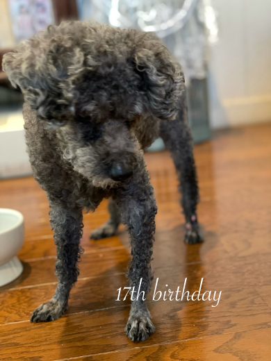 愛犬くりちゃんの17歳の誕生日に感謝を込めて。_a0213806_16513736.jpeg