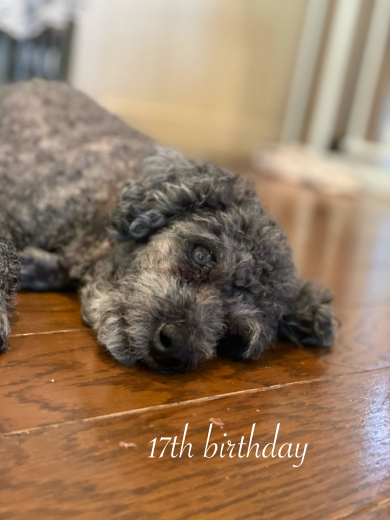 愛犬くりちゃんの17歳の誕生日に感謝を込めて。_a0213806_16534883.jpeg