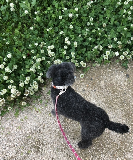 愛犬くりちゃんの17歳の誕生日に感謝を込めて。_a0213806_17072495.jpeg