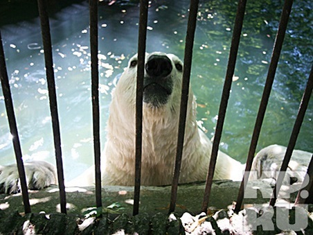 ロシア・ロストフ動物園のホッキョクグマ飼育・繁殖の歴史 ～  回想の「ユノナ (Юнона) の物語」_a0151913_01263837.jpg