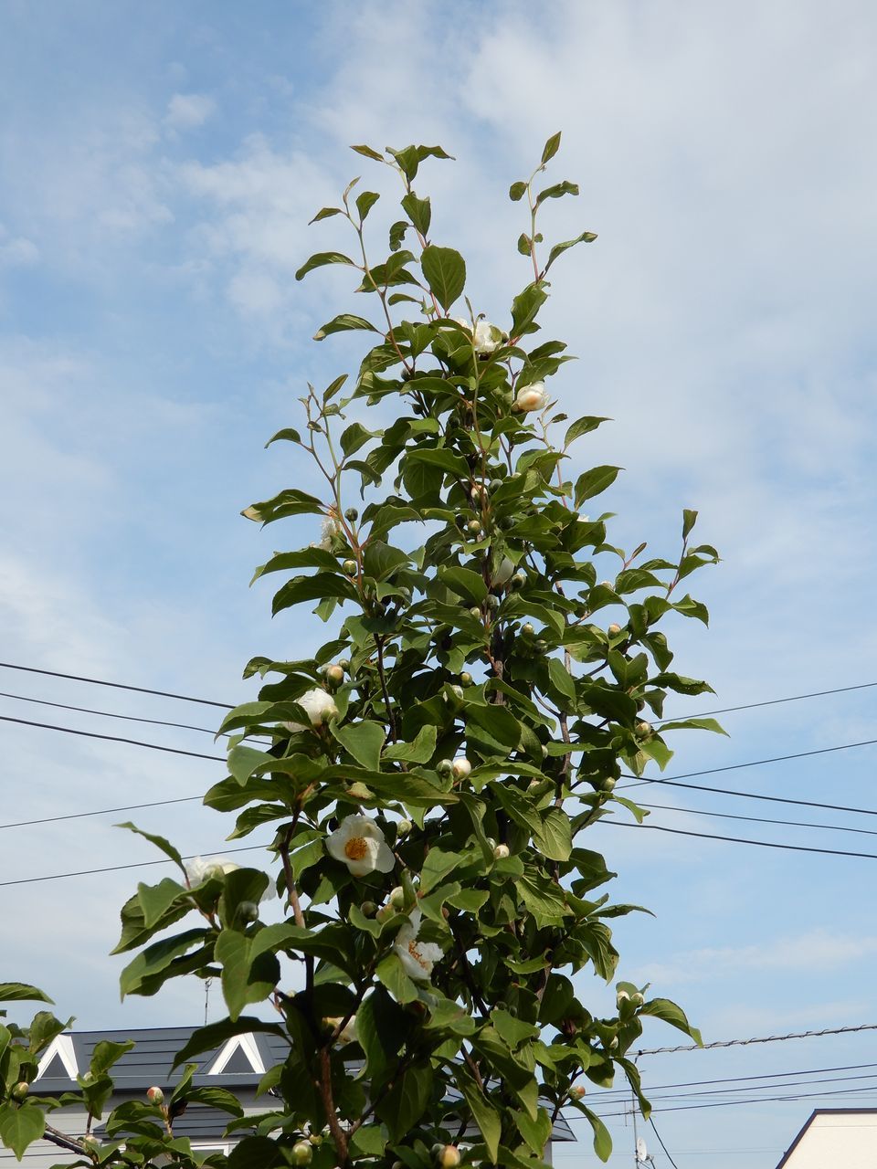 夏日が続く_c0025115_20281455.jpg