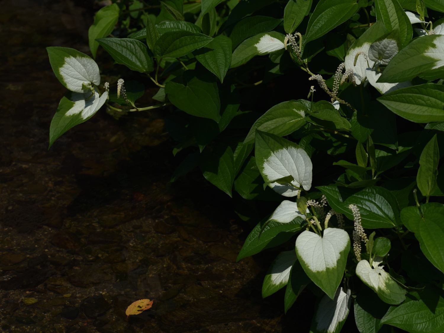 庭の花たち_d0355116_20252908.jpg