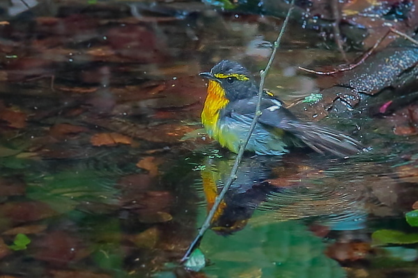 水場の一番遠い所で水浴びする小さな鳥_e0413627_14494019.jpg