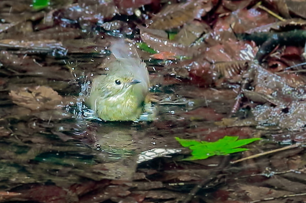 水場の一番遠い所で水浴びする小さな鳥_e0413627_14495280.jpg