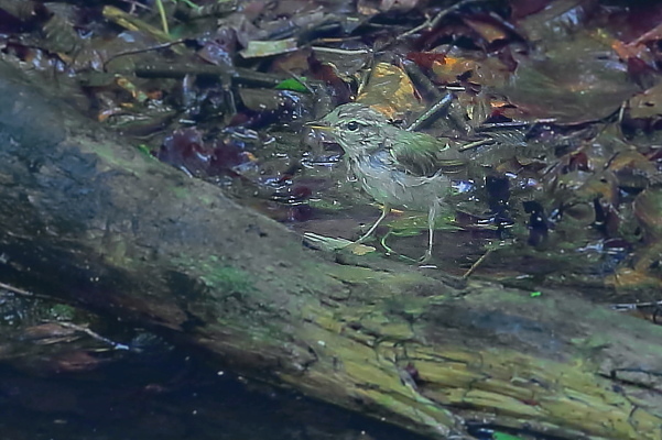 水場の一番遠い所で水浴びする小さな鳥_e0413627_14503359.jpg