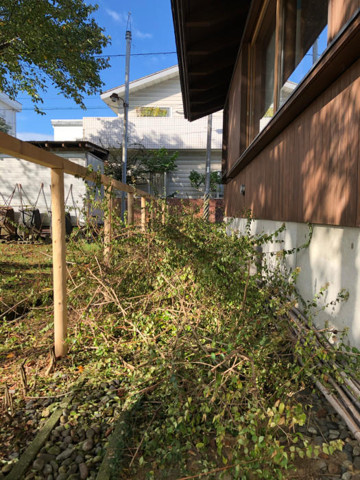アベリア生垣の仕立て直し その1 雨ニモマケズ
