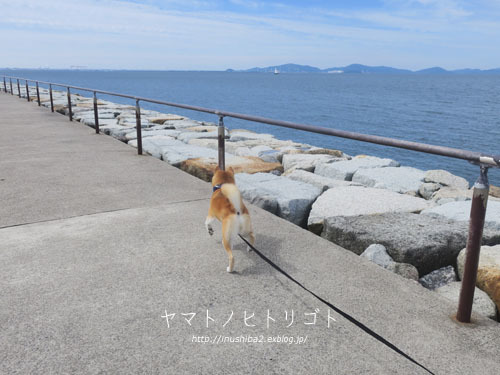 今日はフナムシ♪_e0394031_06071253.jpg