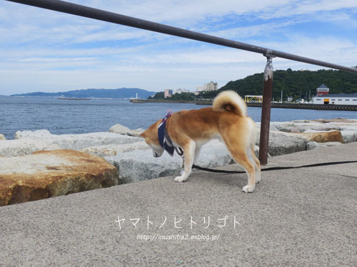 今日はフナムシ♪_e0394031_06071443.jpg
