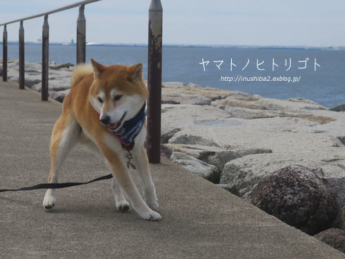 今日はフナムシ♪_e0394031_06072596.jpg