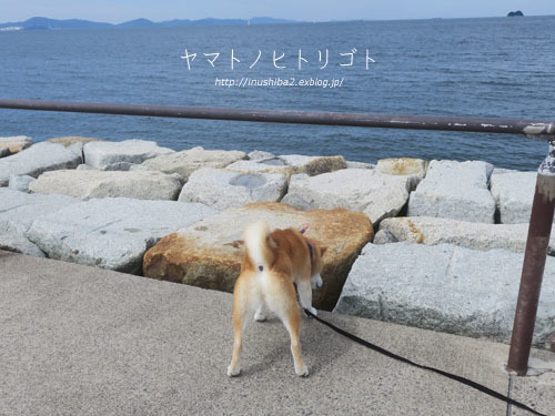 今日はフナムシ♪_e0394031_06073013.jpg