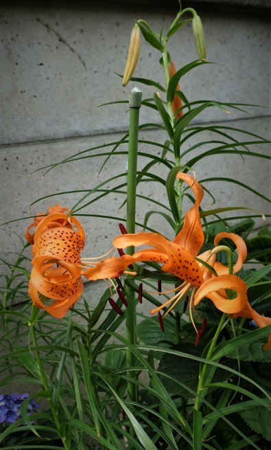 ゆり根 の花 ローザのアトリエ便り ゆり根 の花 ローザのアトリエ便り