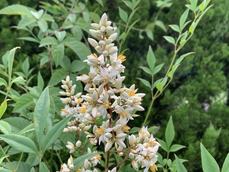 南天の花 今日の一枚 南天の花 今日の一枚