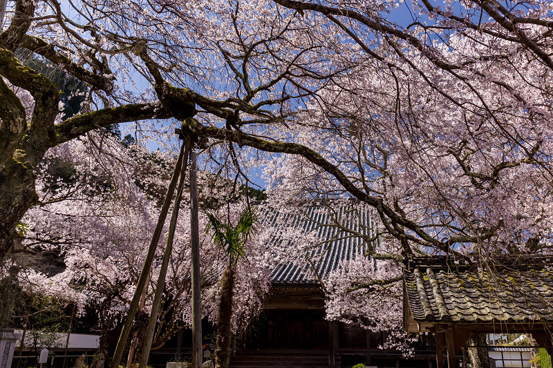 2021桜咲く奈良　吉野の桜寺_f0155048_23485163.jpg