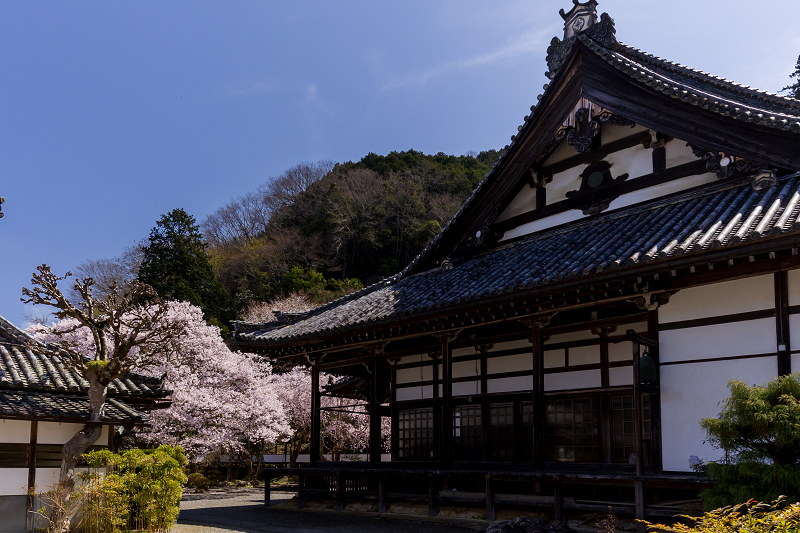 2021桜咲く奈良　吉野の桜寺_f0155048_23501129.jpg