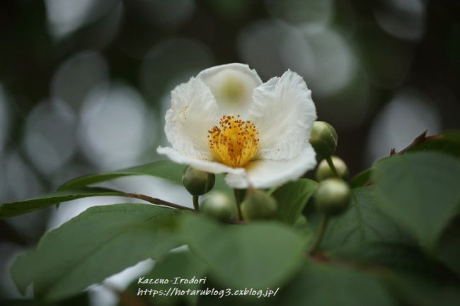 梅雨時に咲く白い花 風の彩りー３