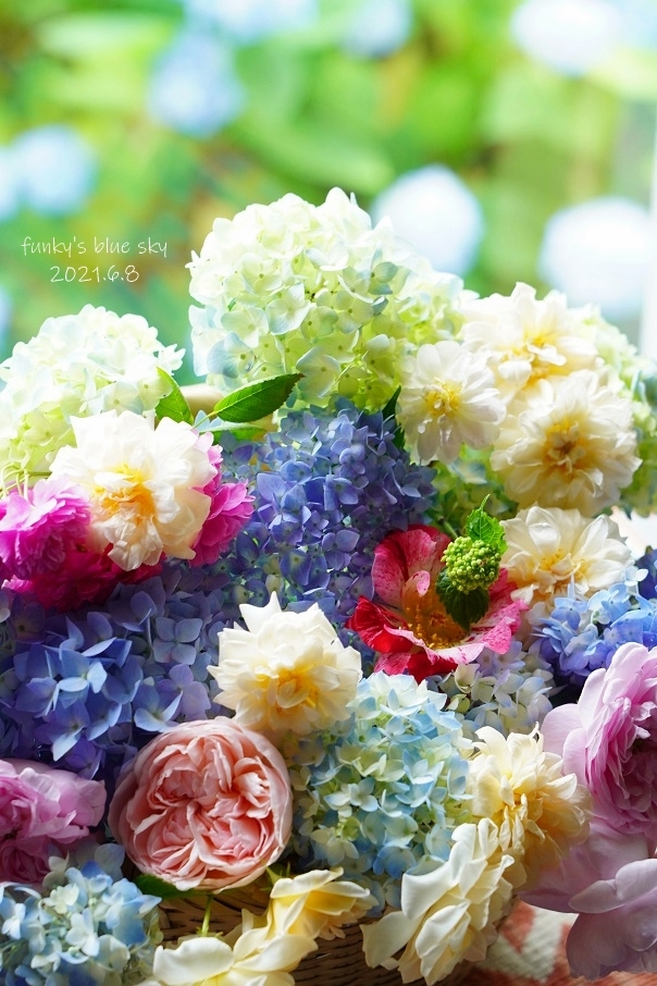 庭のブーケ 薔薇と紫陽花のころ 6月8日 Funky S Blue Sky