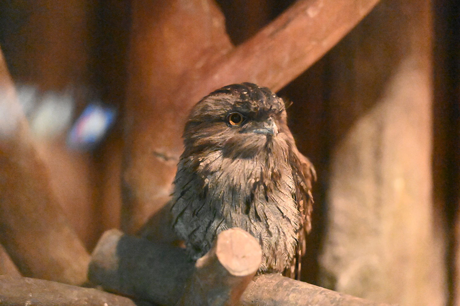 多摩動物公園のガマグチヨタカ 動物園へ行こう