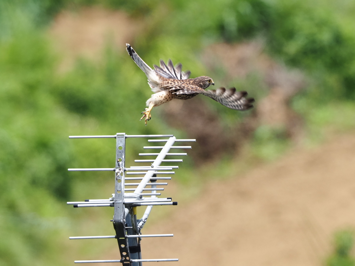 E-M1Xとチョウゲンボウ_e0290358_22212229.jpg