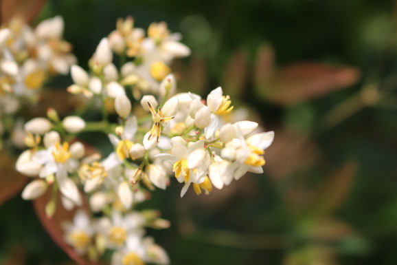 南天の花 ナンテンノハナ ひげ爺の花便り