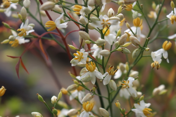 南天の花 ナンテンノハナ ひげ爺の花便り