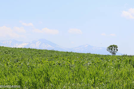 新緑の就実の丘と~2021年6月_d0340565_20351012.jpg