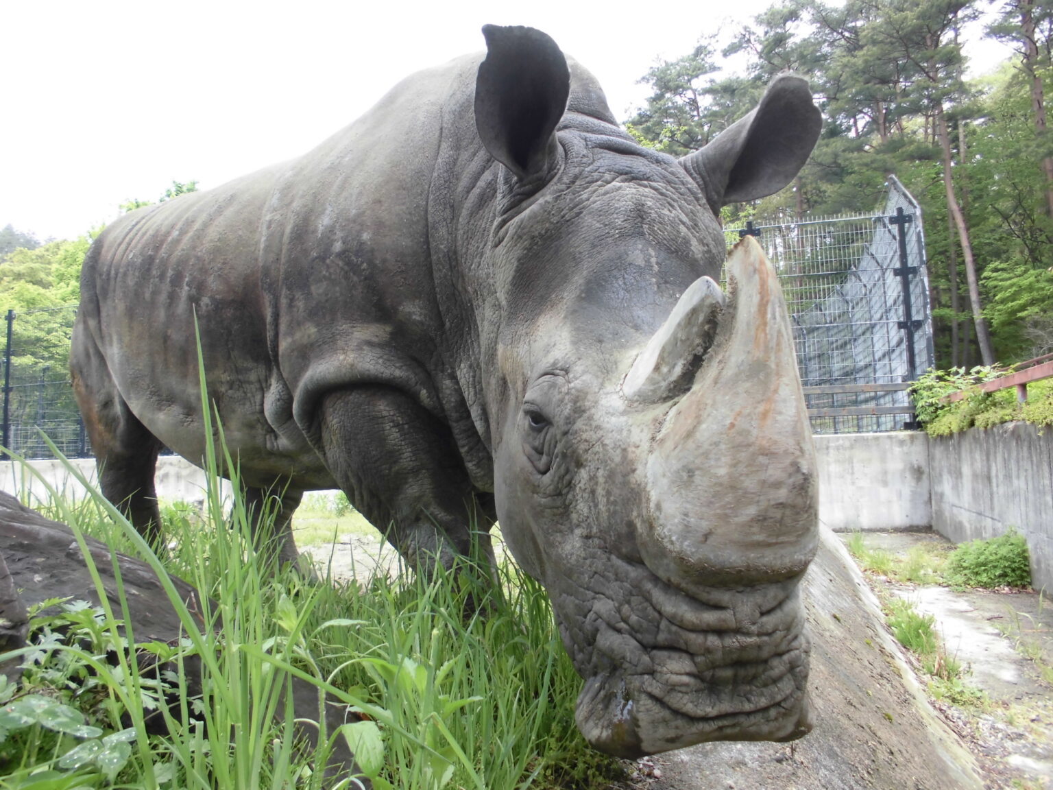盛岡市動物公園の最高齢シロサイのサイカ死亡 6 18 21 ごきげんよう 犀たち 盛岡市動物公園の最高齢シロサイのサイカ死亡 6 18 21 ごきげんよう 犀たち