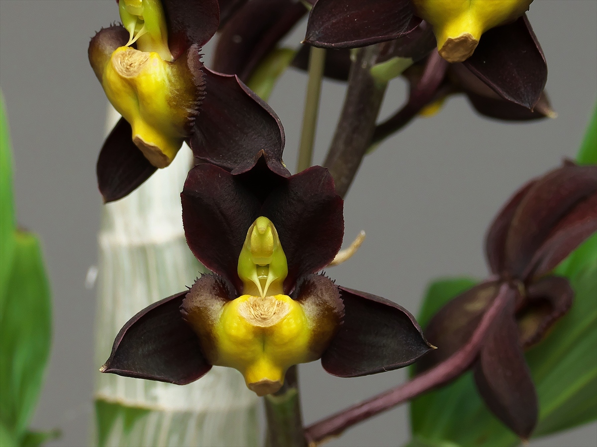 Catasetum (Ctsm.) tenebrosum : 花咲かじいちゃん洋らん栽培 Catasetum (Ctsm.) tenebrosum : 花咲かじいちゃん洋らん栽培