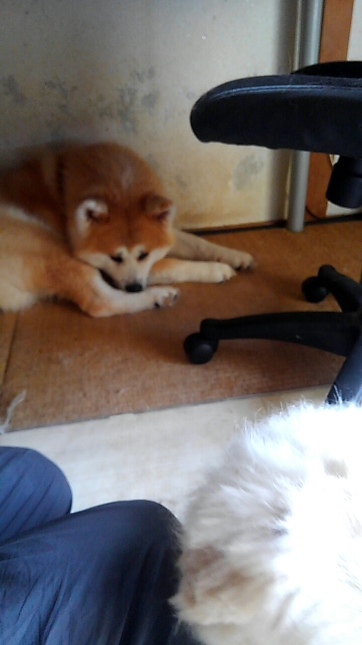 怒って拗ねるペンちゃん 天空人と４神獣