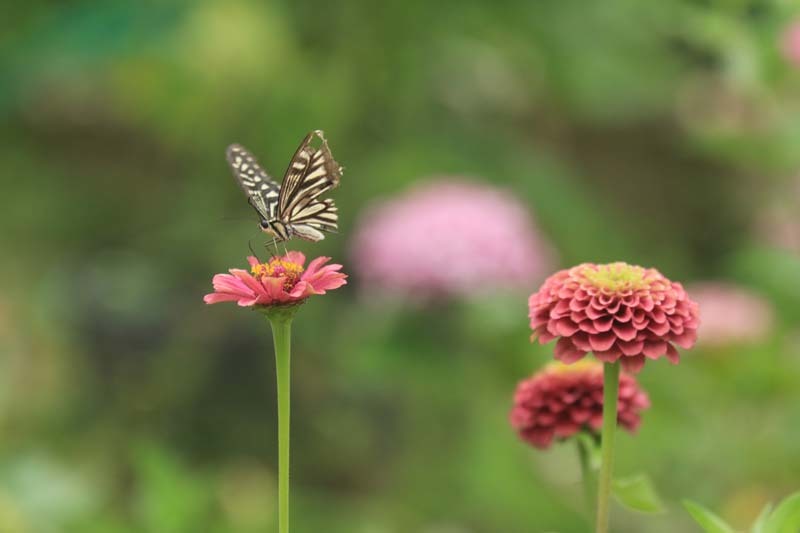 アゲハチョウ_c0177785_05031240.jpg