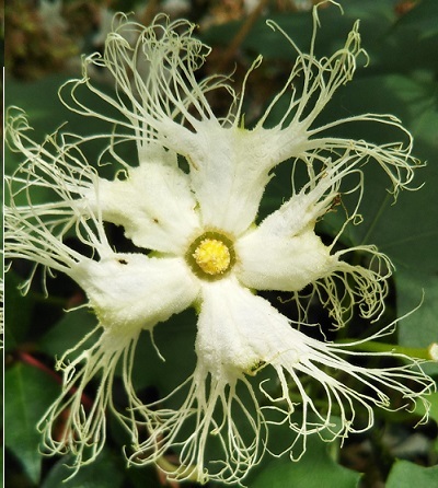 レース編みたいな花は カラスウリ ではなく キカラスウリ だった 健気に育つ植物たち レース編みたいな花は カラスウリ ではなく キカラスウリ だった 健気に育つ植物たち