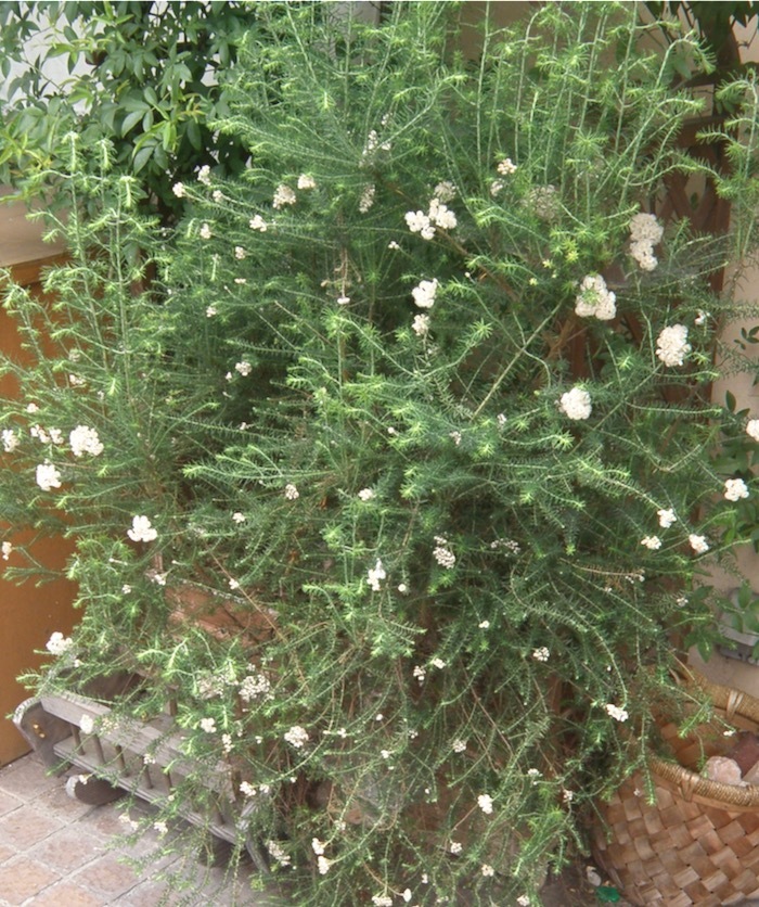 ライスフラワーです 楽餓鬼