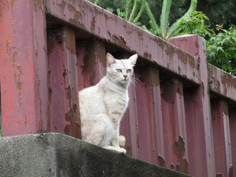 潮風の町・新湊で、ねこ歩き(後編)_f0281398_21034409.jpg