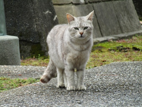 潮風の町・新湊で、ねこ歩き(後編)_f0281398_21074723.jpg