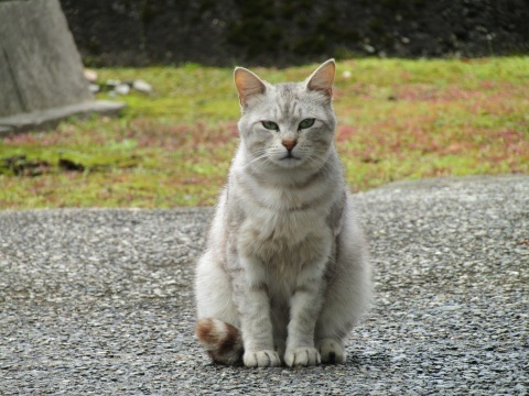 潮風の町・新湊で、ねこ歩き(後編)_f0281398_21181525.jpg