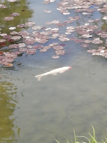 平等院　〜鳳凰堂〜　_c0301808_01544833.jpg