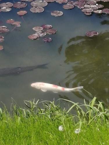 平等院　〜鳳凰堂〜　_c0301808_01551237.jpg