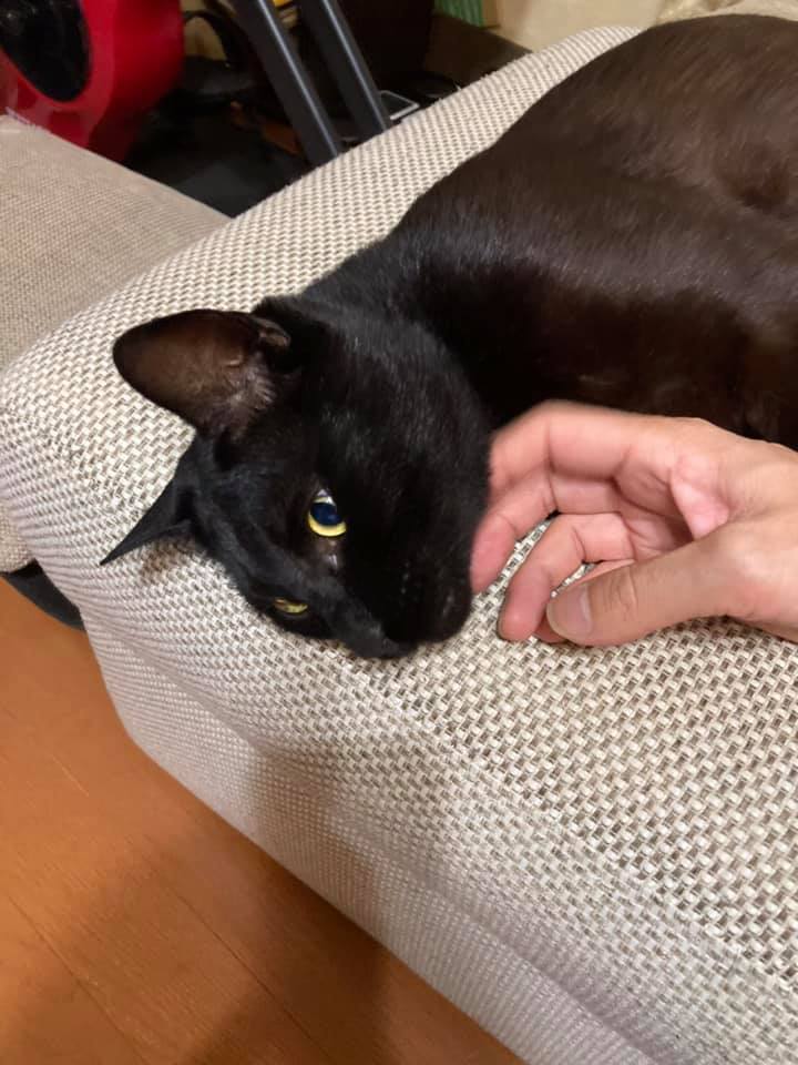 黒光さんは よそのお家の子になりました Welcome