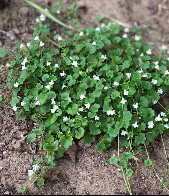 強力なグランドカバープランツ達 Gardener S Diary 強力なグランドカバープランツ達 Gardener S Diary