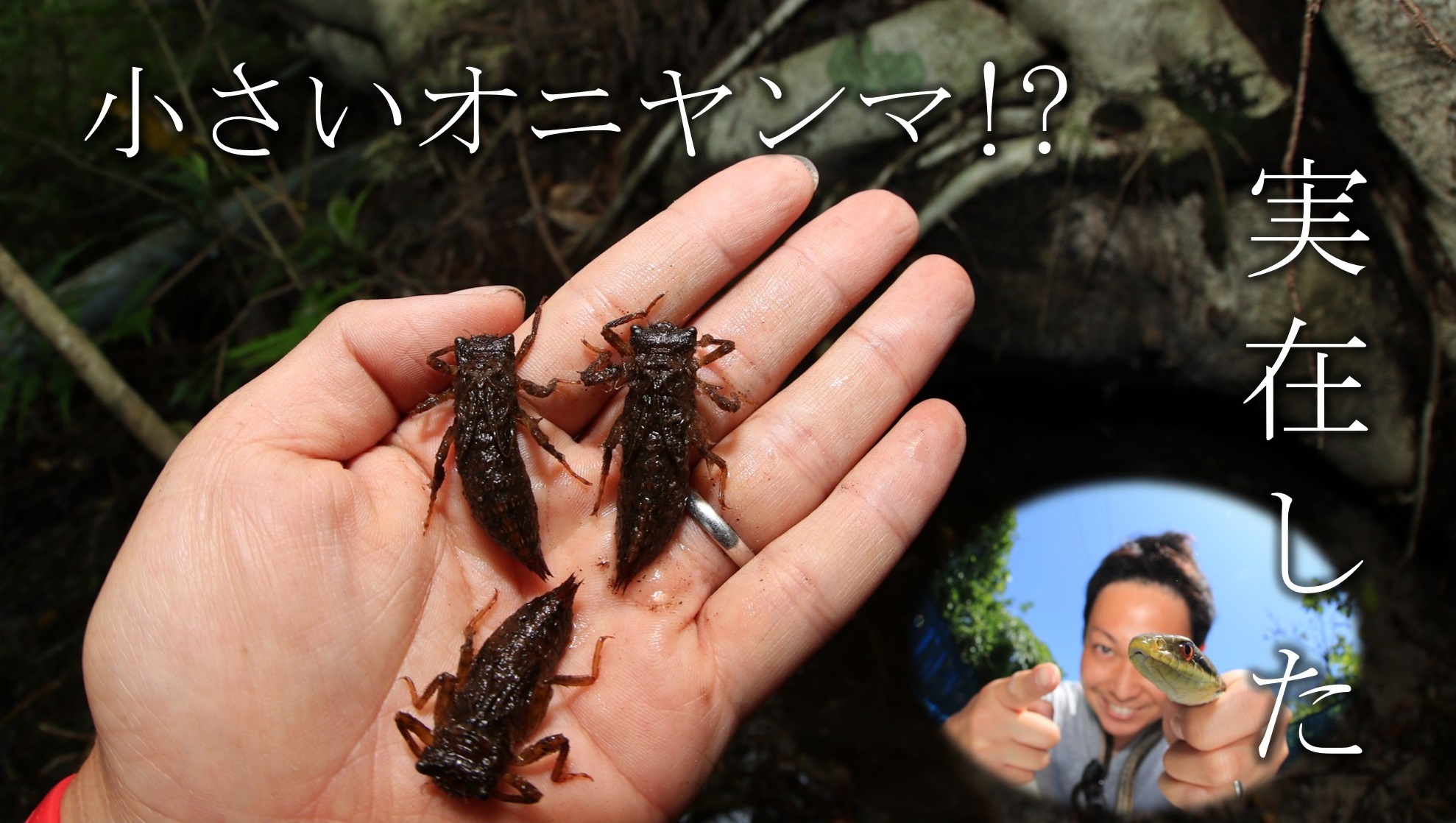 こんな小さなオニヤンマがいる?~伊豆諸島のオニヤンマ~_a0386621_12025150.jpg