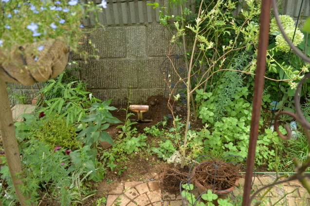 プミラの根っこを掘っていたら デカガエル Rurugardenと音符たち