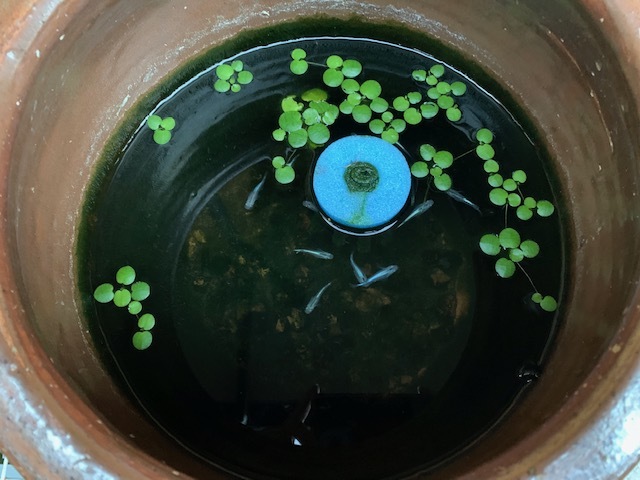 メダカの産卵床、大活躍!!_b0000829_13261828.jpg