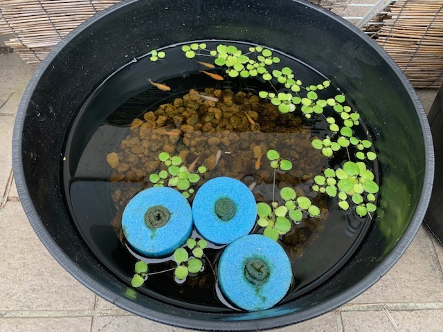メダカの産卵床、大活躍!!_b0000829_13261833.jpg