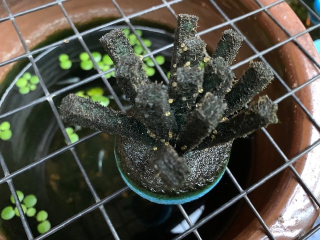 メダカの産卵床、大活躍!!_b0000829_13261840.jpg