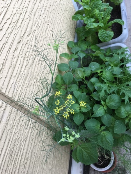 フェンネルとディルの花 ワクワク ハマっ子野菜作り