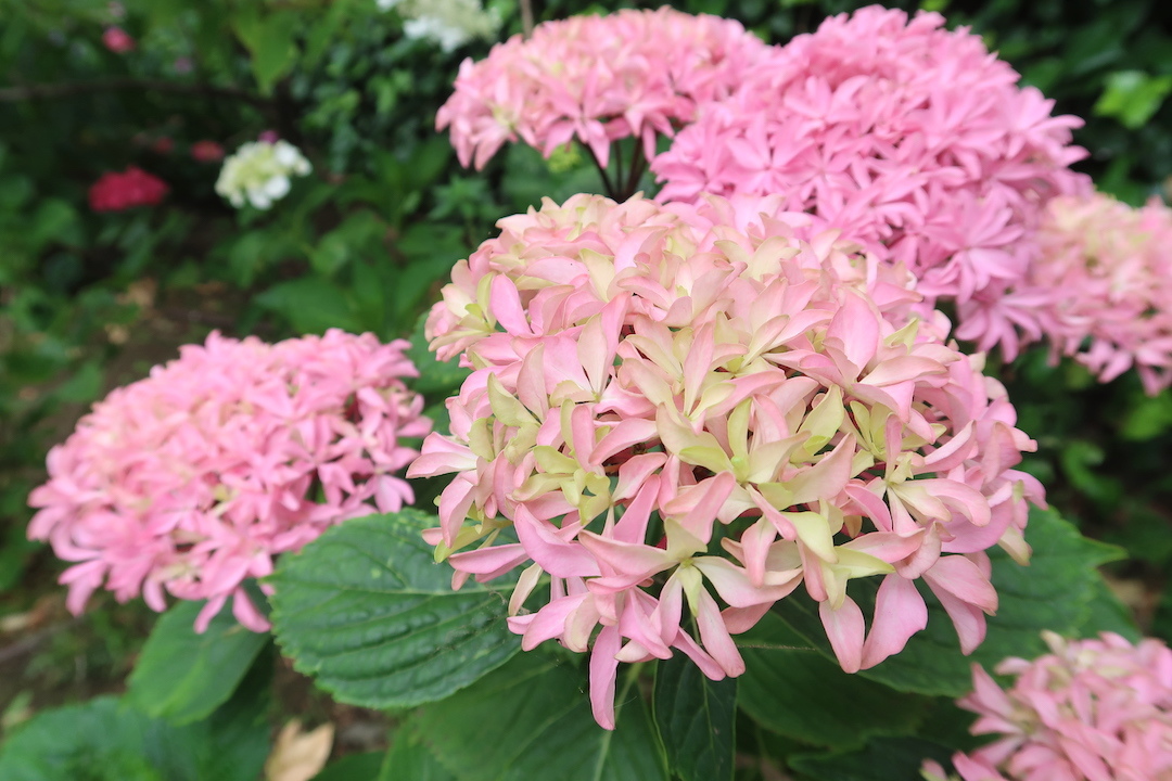 紫陽花の花彩る道をボルセーナ湖へ_f0234936_05401564.jpg